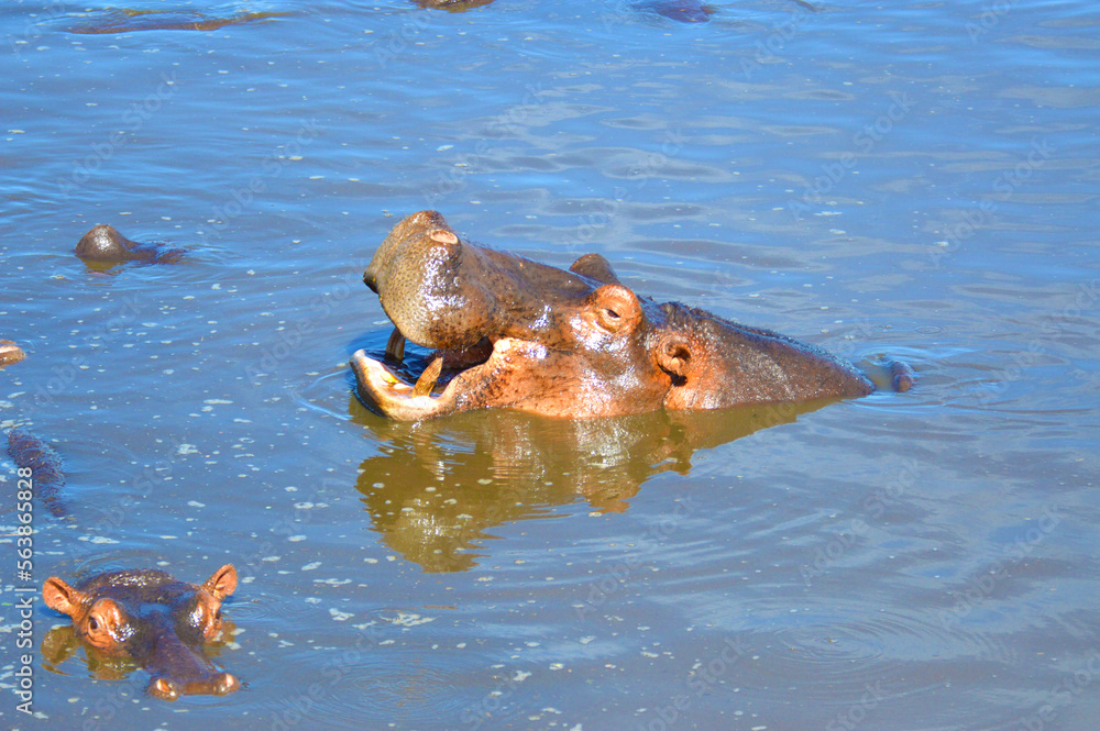 Fototapeta premium Hippy in water