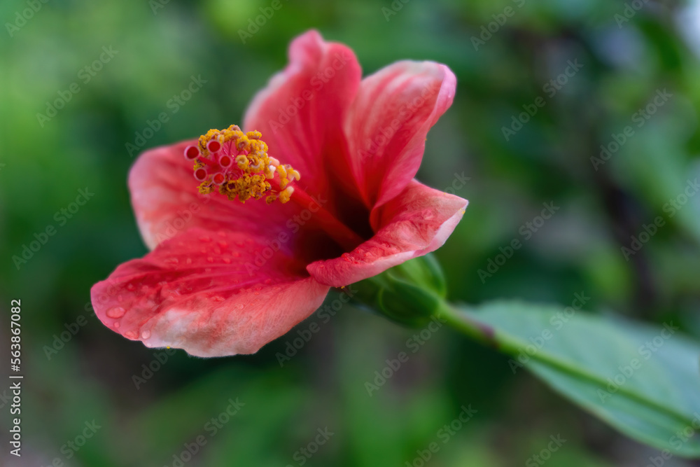 Delicate red-pink hibiscus flower on a bush