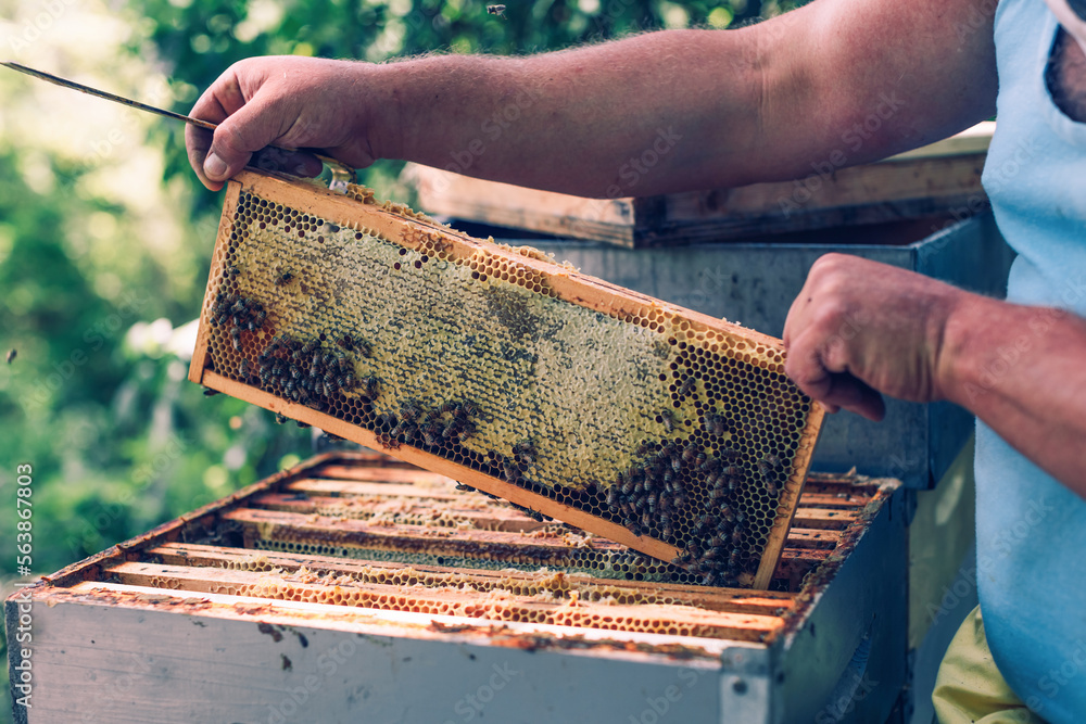 apiarist extracting honeycomb apiarist extracting honeycomb