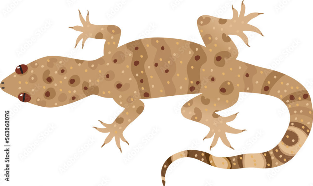Naklejka premium Hemidactylus Turcicus, Turkish gecko. Mediterranean lizard. Vector illustration. Isolated.