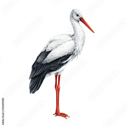 Stork bird watercolor illustration. Hand drawn Ciconia ciconia avian. Beautiful single standing European white stork element. Detailed illustration. Wildlife bird with red beak.
