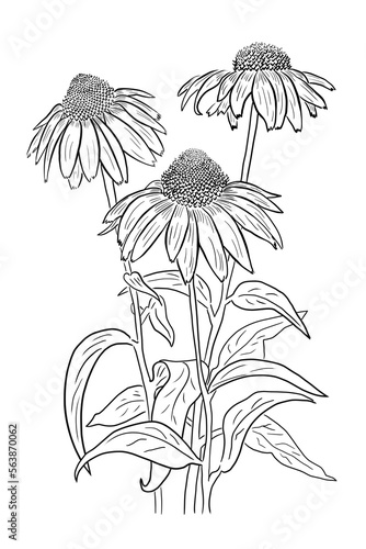 Принти на полотні echinacea with white background