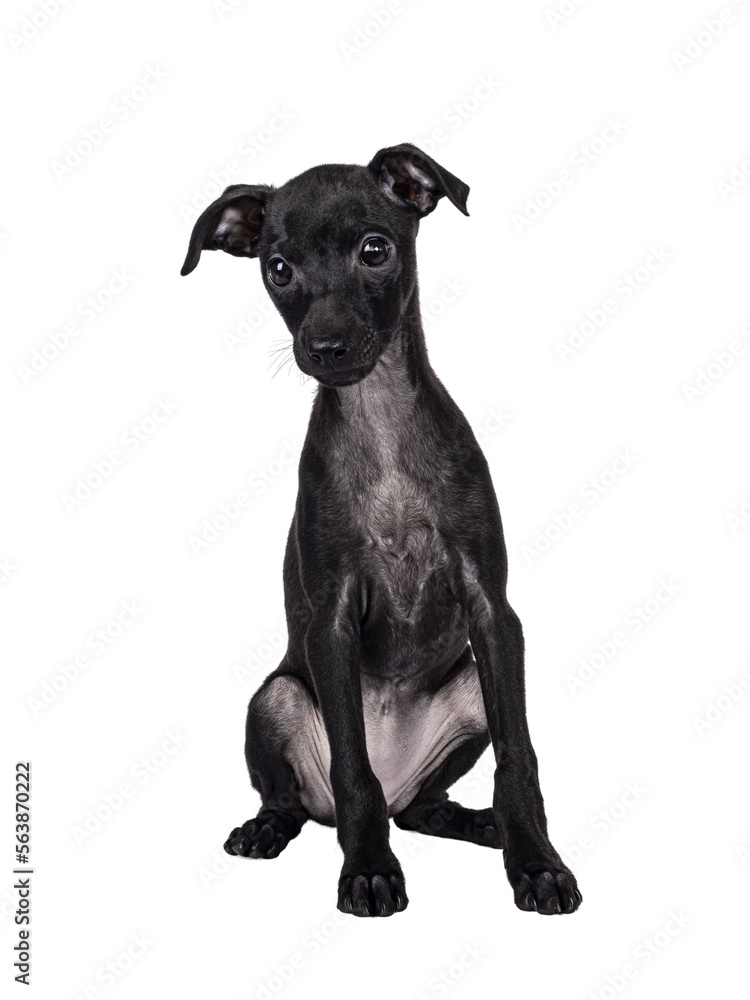Cute Italian Greyhound aka Italian Sighthound pup, sitting up facing front. head turned away from camera. Isolated cutout on a transparent background.