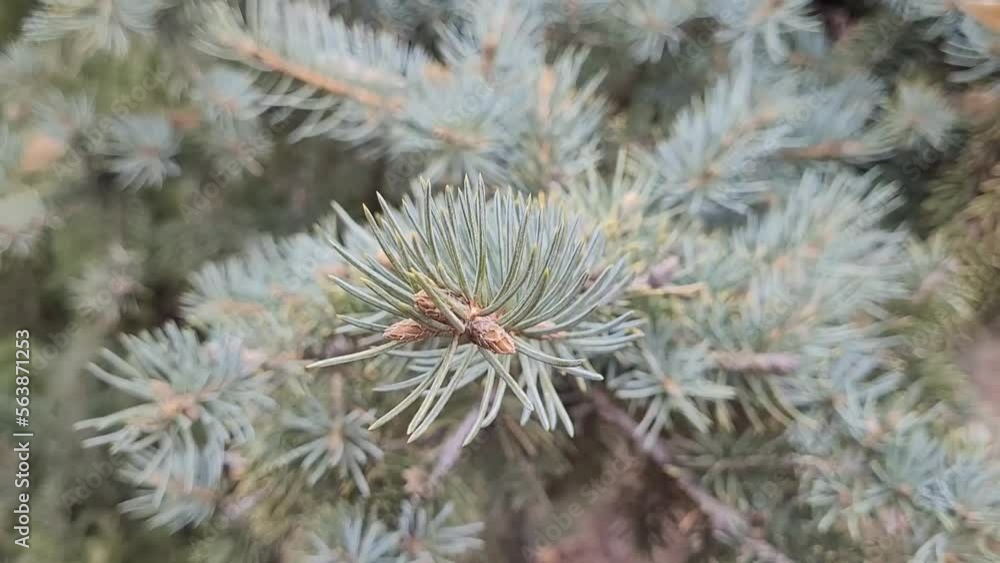 Close up fir branches. Coniferous background with a copy space. Spruce video backdrop. Close up fir branches. Coniferous background with a copy space. Spruce video backdrop.