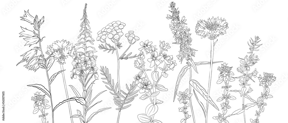 Fototapeta premium vector drawing natural background with wild flowers, flowering meadow, black and white coloring page, hand drawn illustration