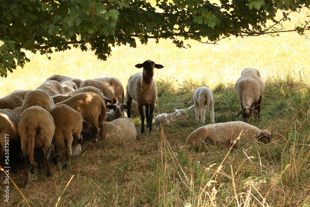 Naklejka premium herd of sheep
