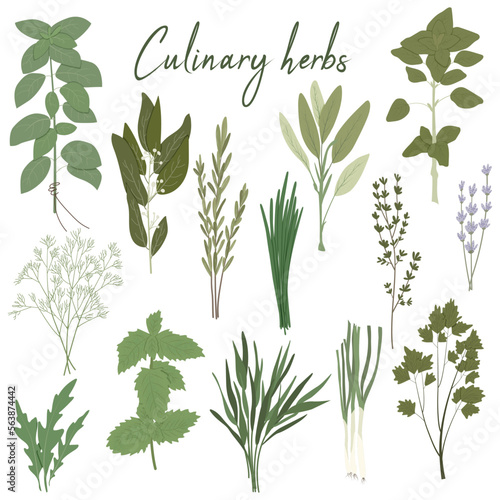 Vector set of culinary herbs: basil, bay leaf, rosemary, thyme, oregano, chives, mint, parsley, dill, onion, and other. Stylish flat illustration with textures. Botanical garden herbs illustration.