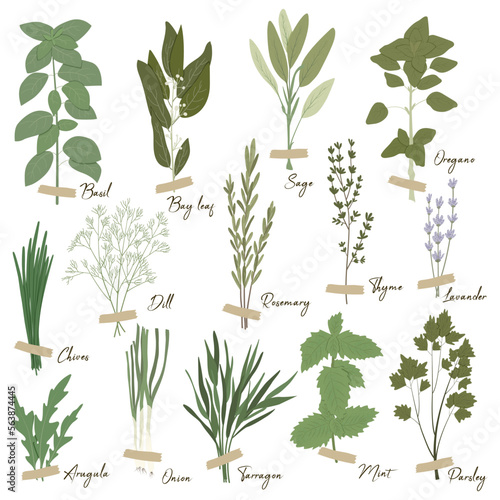Vector set of culinary herbs: basil, bay leaf, rosemary, thyme, oregano, chives, mint, parsley, dill, onion, and other. Stylish flat illustration with textures. Botanical garden herbs illustration.