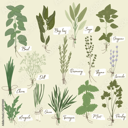 Vector set of culinary herbs  basil  bay leaf  rosemary  thyme  oregano  chives  mint  parsley  dill  onion  and other. Stylish flat illustration with textures. Botanical garden herbs illustration.