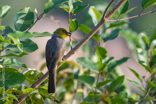 Yellow-throated bulbul (Pycnonotus xantholaemus) an endemic specie of southern India, observed in Hampi, Karnataka photo