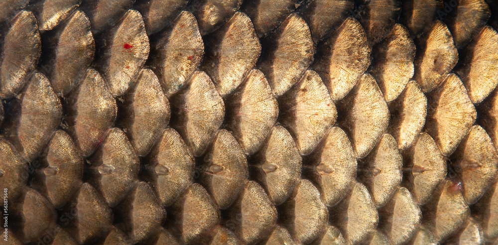 Fototapeta premium Fish scales close up. The skin of a fish as a background.