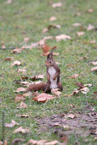 brown squirrel playing between the grass and trees © servando