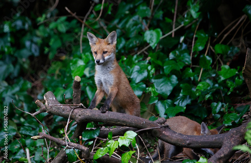 Urban fox cubs exploring in the garden