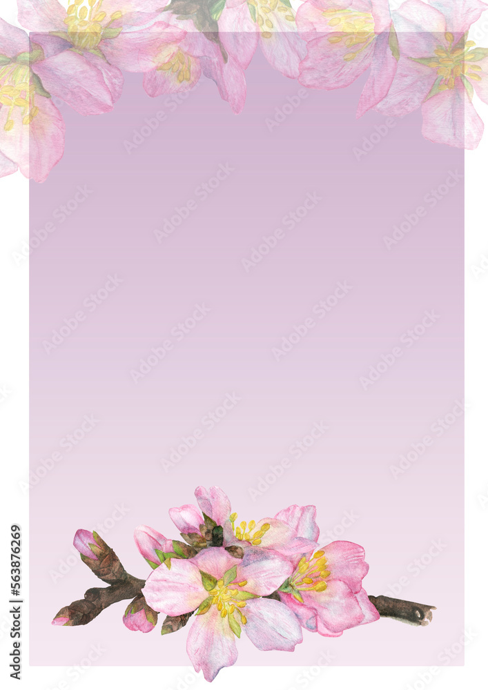 Fototapeta premium Watercolor illustration, a postcard with a pink background and a blooming cherry twig.