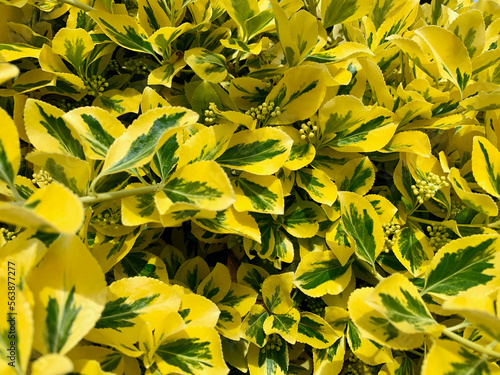 Yellow and green leave in a garden