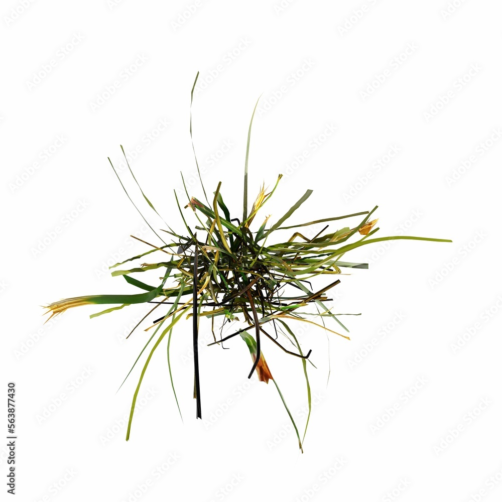 wild field grass, top view, isolated on white background, 3D illustration, cg render