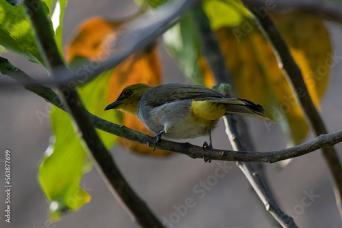 Yellow-throated bulbul (Pycnonotus xantholaemus) an endemic specie of southern India, observed in Hampi, Karnataka photo