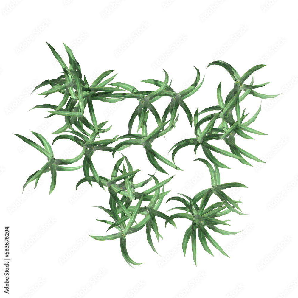 Fototapeta premium wild field grass, top view, isolated on a transparent background, 3D illustration, cg render
