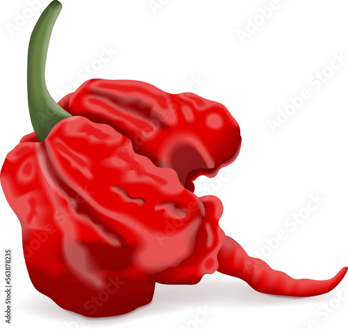 Carolina Reaper peppers. HP22B. Capsicum chinense. Superhot or extremely hot chile pepper. Chili pepper. Fresh organic vegetables. Vector illustration isolated on white background.