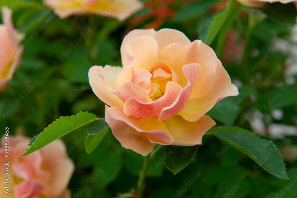 Roses bush blooming. Beautiful yellow-pink flowers, beauty in nature at spring Roses bush blooming. Beautiful yellow-pink flowers, beauty in nature at spring