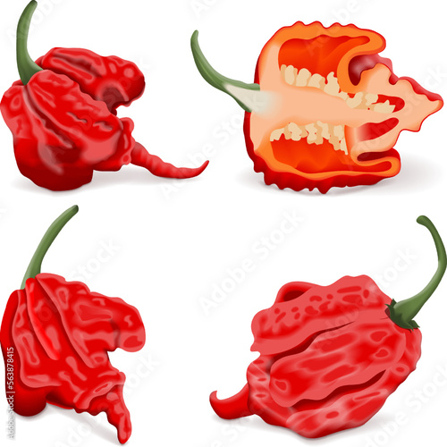 Set with whole, half of Carolina Reaper peppers. HP22B. Capsicum chinense. Superhot or extremely hot chile pepper. Chili pepper. Vegetables. Vector illustration isolated on white background.