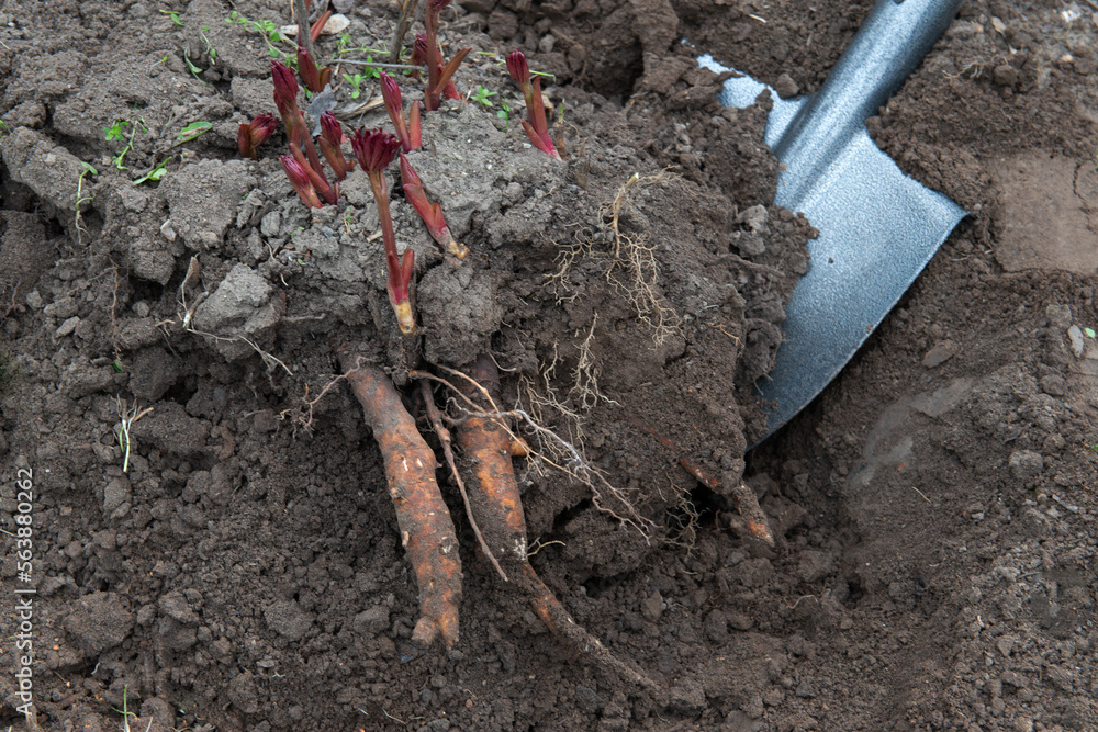 Transplanting peony rhizomes in early spring using garden equipment ...