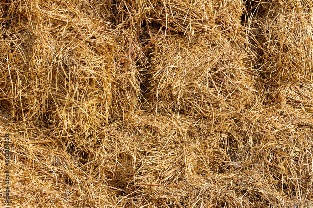 Dry hay for feed of farm animals stored in the barn on the farm. Dry hay for feed of farm animals stored in the barn on the farm.