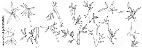 Bamboo plant by hand drawing sketch. Floral tattoo highly detailed in line art style. Black and white clip art isolated on white background. Antique vintage engraving illustration.