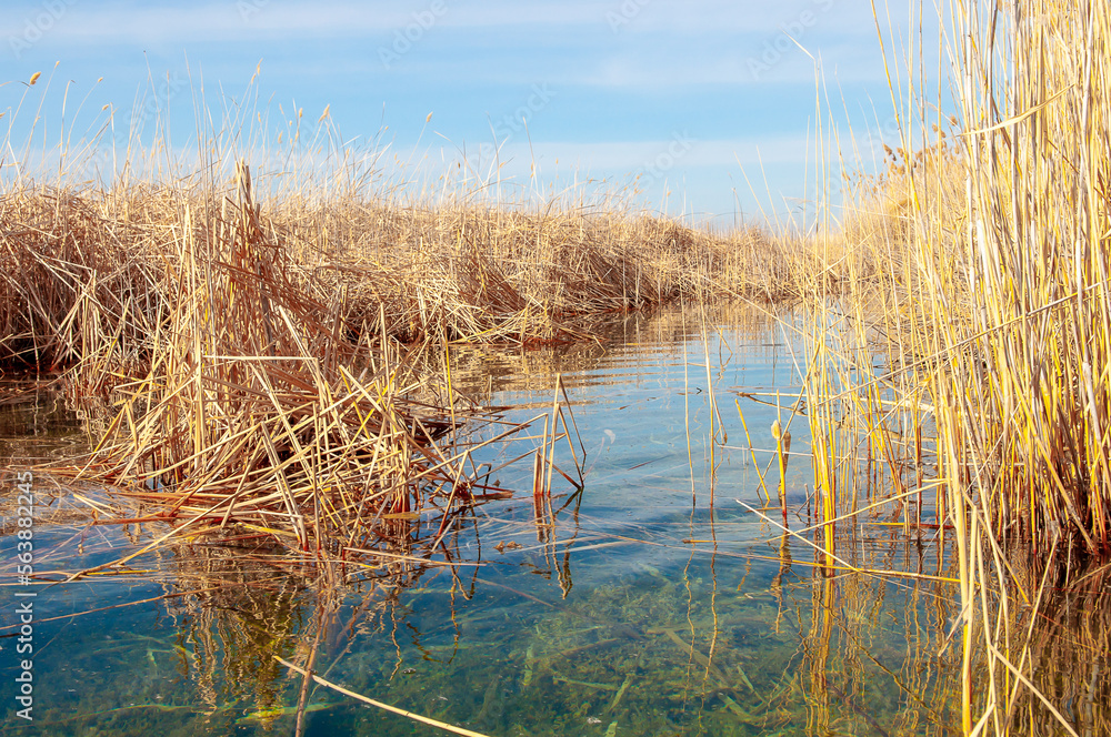 Calm wide river, fishing landscape. Reeds and kugai along the river bank. Calm wide river, fishing landscape. Reeds and kugai along the river bank.