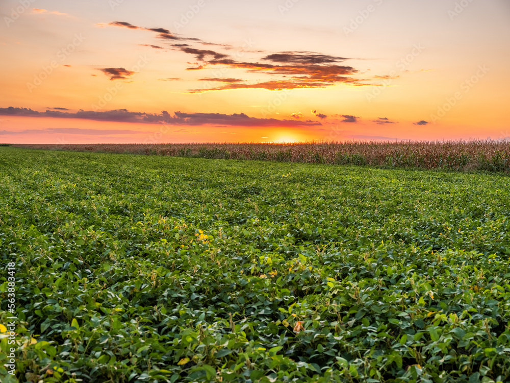 A flourishing green soybean field on a traditional farm