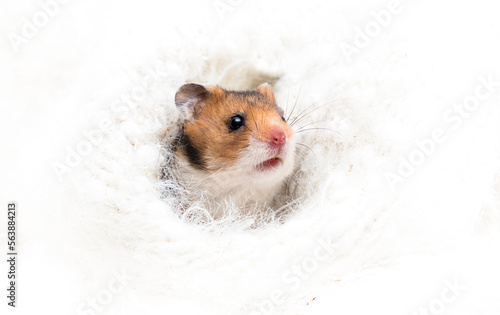 hamster peeking out of hole