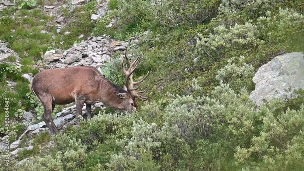 Majestic deer in the mountains (Cervus elaphus) Majestic deer in the mountains (Cervus elaphus)