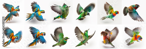 set of colorful birds © STOCK PHOTO 4 U