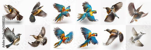 Set of macaw parrots on white background © STOCK PHOTO 4 U