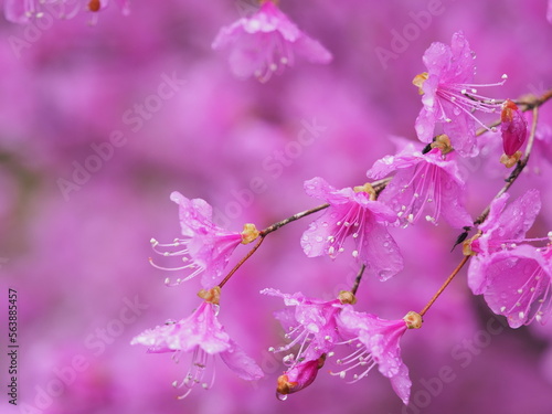 雨の天気の中で咲いているつつじ
