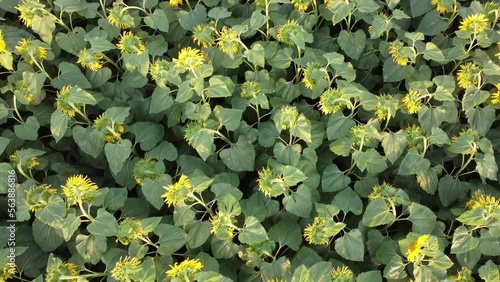Sunflower field. Day. Top view. Ukraine. High quality FullHD footage