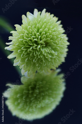 Green chrysanthemum