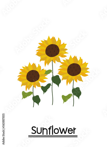 Yellow sunflower background.Eps 10 vector.