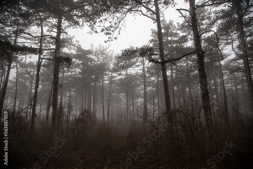 misty autumn forest