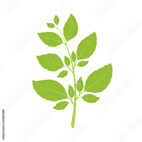 Basil isolated on white background. Herbs. Vector illustration. Flat style. © Yulia