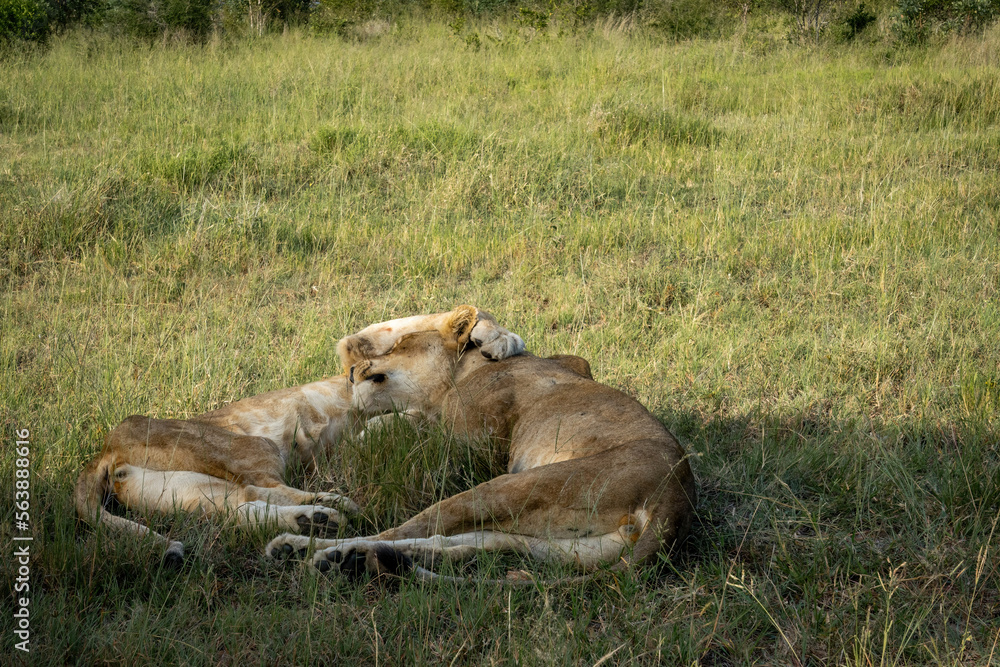 Two lionesses are sleeping together in a shady patch of grass in the bush. Two lionesses are sleeping together in a shady patch of grass in the bush.
