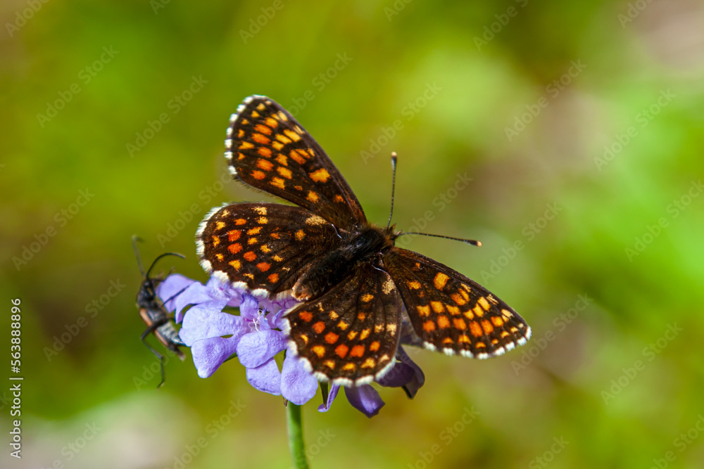 Butterfly Melitaea diamina. Dorsal side. False Heath Fritillary, butterfly from the family of Nymphalidae. european alps, germany, Bavaria Butterfly Melitaea diamina. Dorsal side. False Heath Fritillary, butterfly from the family of Nymphalidae. european alps, germany, Bavaria