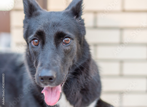black young dog close up