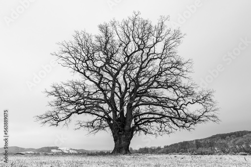 Old oak in a winter landscape