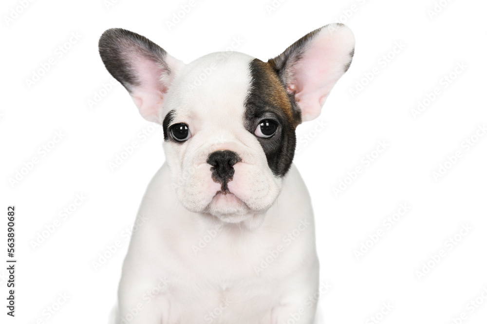 white french bulldog puppy portrait on white background