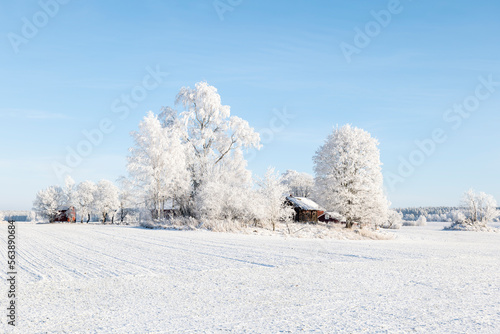 Wintry farm landscape in a frosty morning 