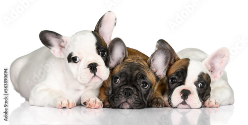 three cute french bulldog puppies lying down together on white background