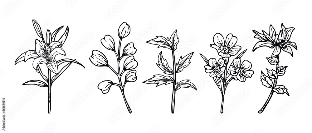 Collection of Hand drawn line art flowers and leaves  illustration isolated on white background