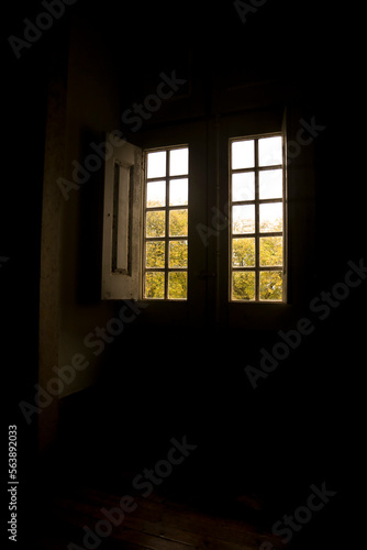 Green Trees through old wooden window