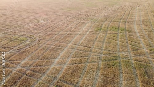 Yellow wheat field after harvest at sunset. High quality FullHD footage